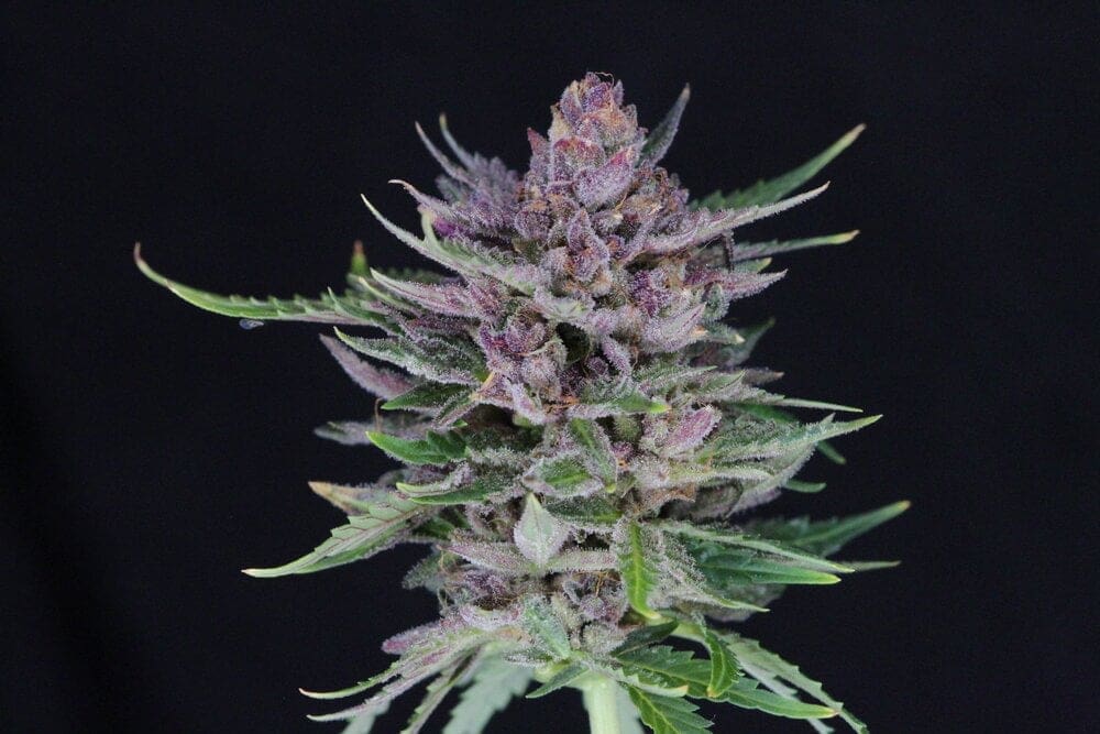 DURBAN SUNRISE AUTOFLOWER TWENTY20 MENDICINO