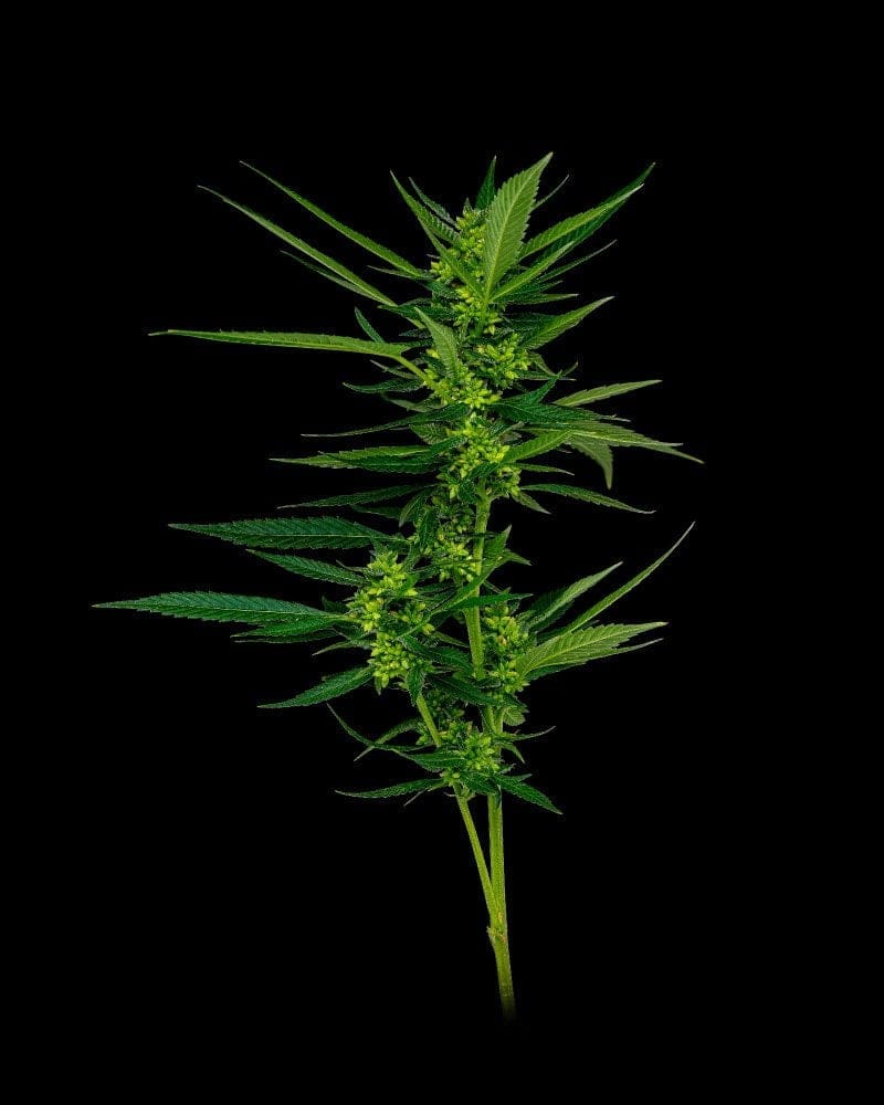 Emerald Fire OG Regs 20