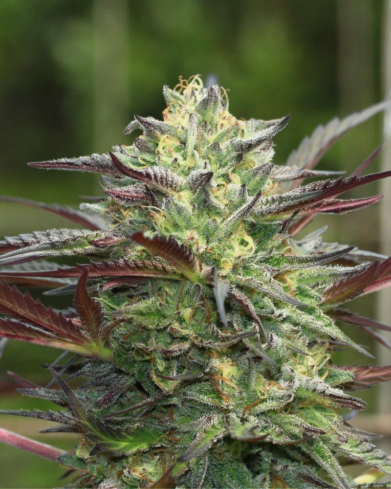G.S. Cookies regs 20 pack