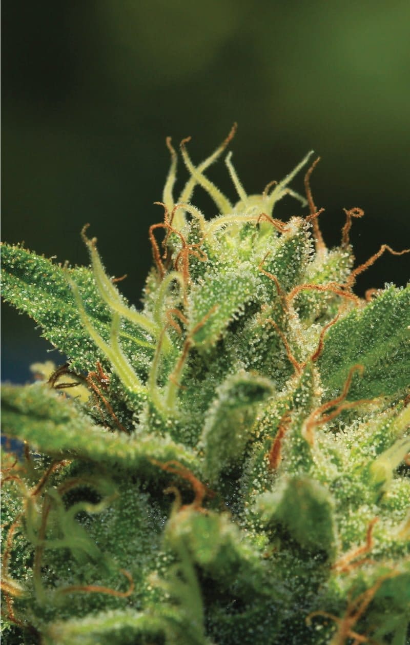 Humboldt Sour Diesel Regs 20