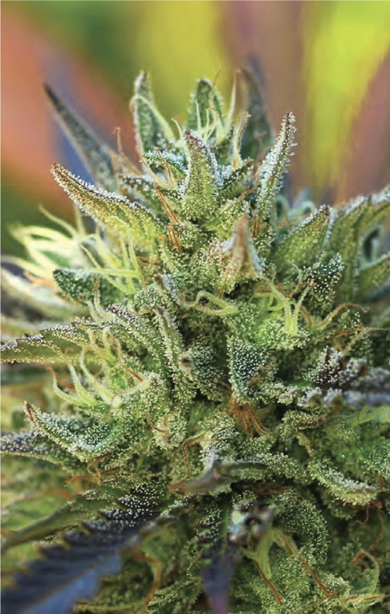 Lemon Kush Regs 20