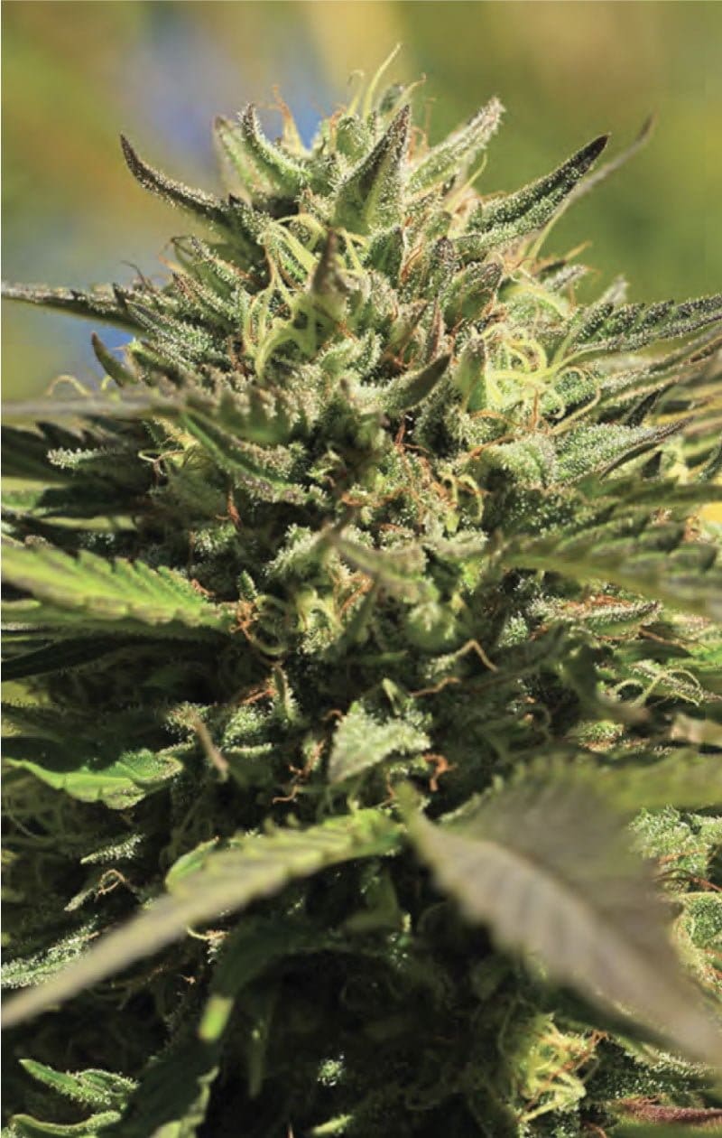 OG KUSH FEMINIZED 10CT
