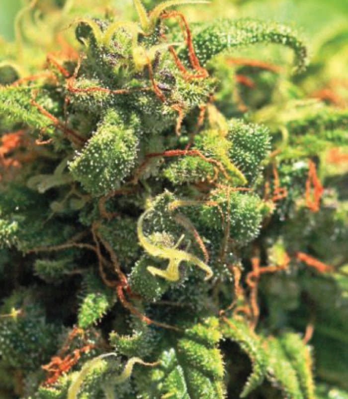 Pineapple Upside down cake Reg 20