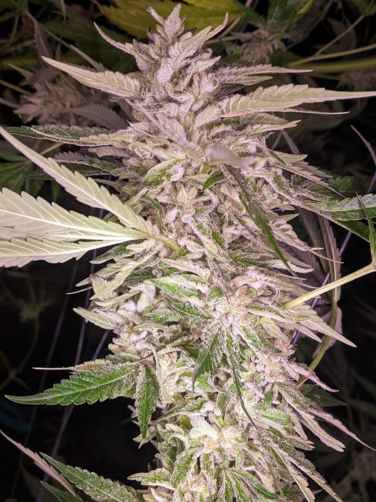 SFG (SO F'N GASSY FEM TWENTY20 MENDICINO