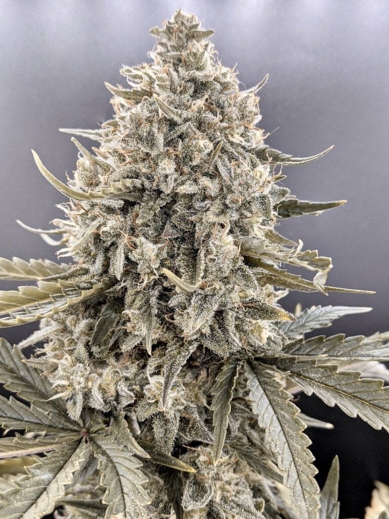 TRIZZLERS AUTOFLOWER TWENTY20 MENDICINO