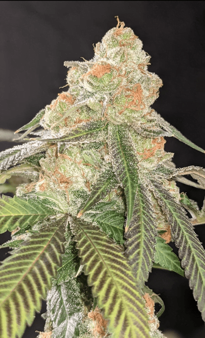 LEMON APRICOT GELATO LA GELATO 12 regular seeds Seattle Chronic
