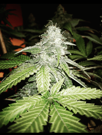 BANZAI aka BANZAI PUNCH 12 regular seeds Seattle Chronic