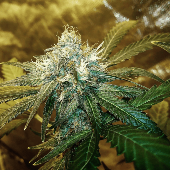 CHERRY MIST 12 regular seeds Seattle Chronic