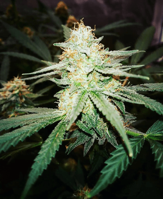 HULA HOOPS 12 regular seeds Seattle Chronic