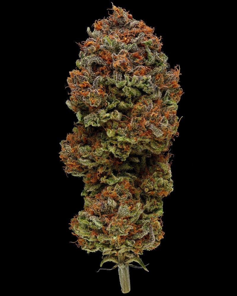 Blueberry Muffin regs 20