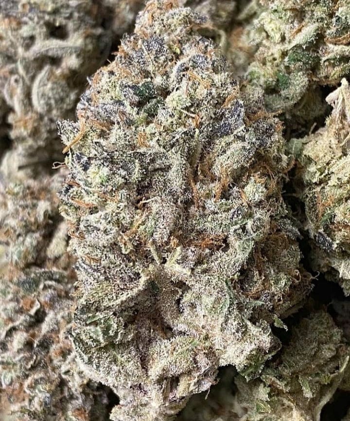 Gloria Pistil Positive 20 regs