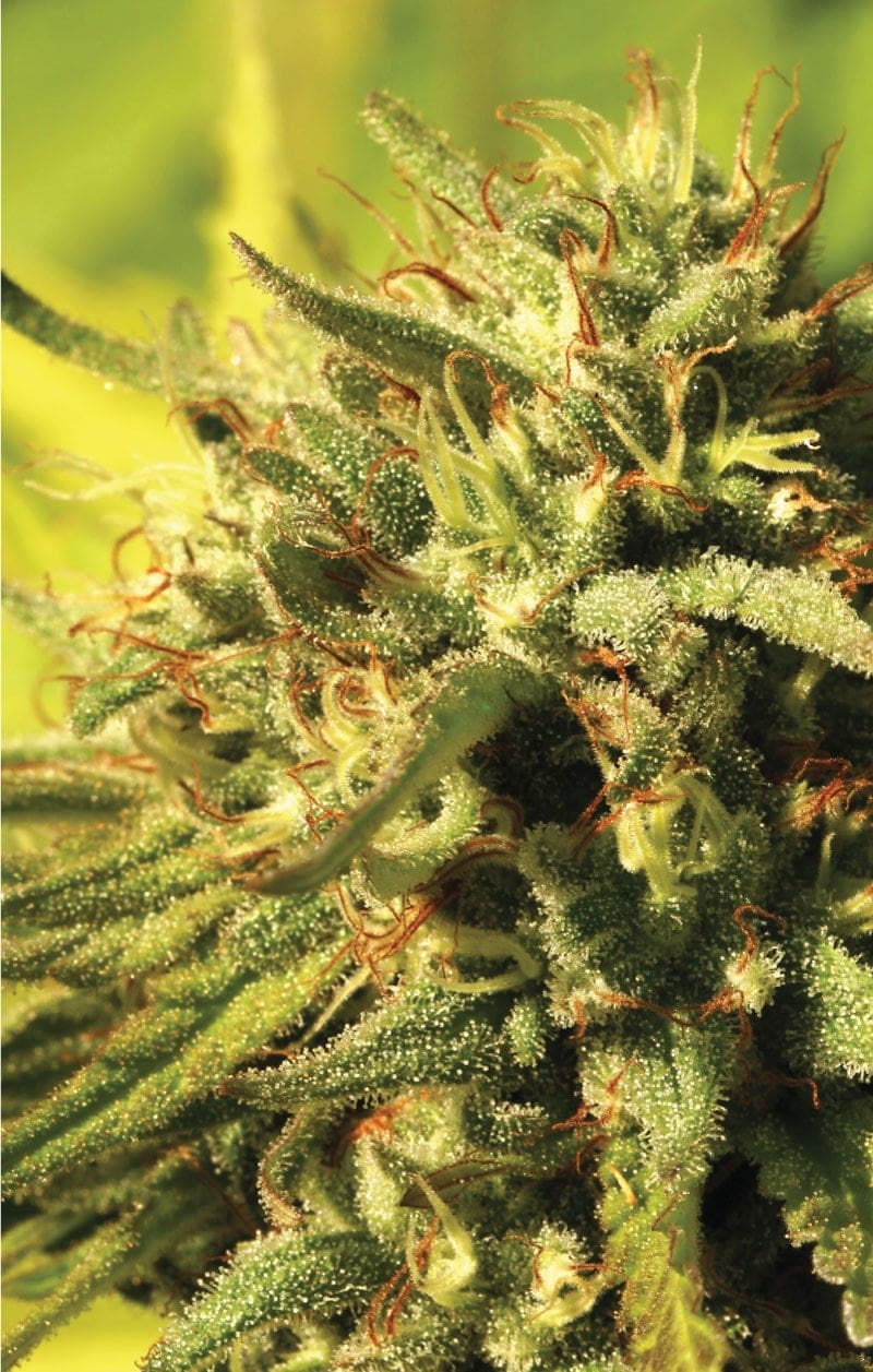 Jack Herer Regs 20