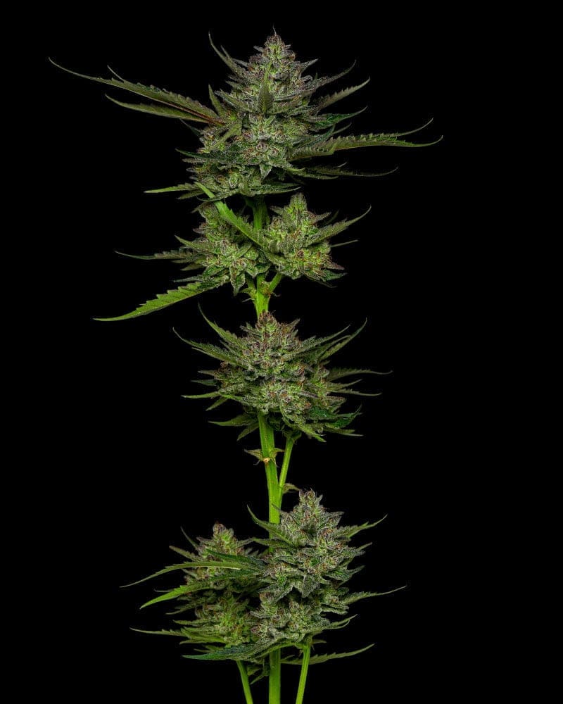 SOUR APPLE AUTOFLOWER FEMINIZED