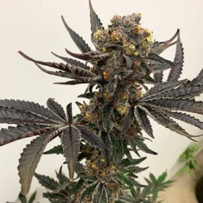 Tarts fem 6ct Exotic Genetix