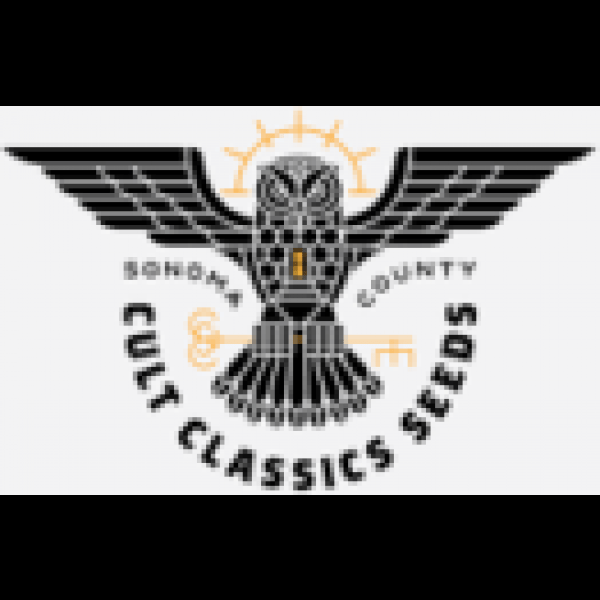Mendo Outlaw 18 CT Regs Cult Classics