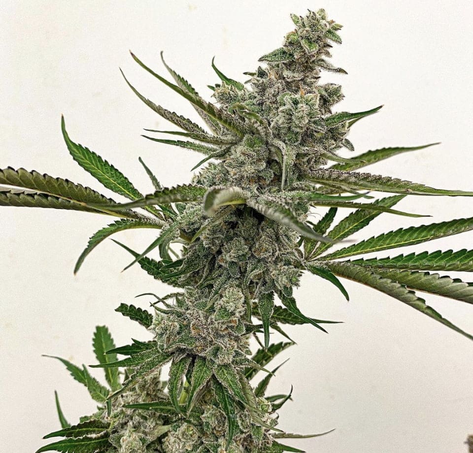 GOUDABERRY 10CT REGS EXOTIC GENETIX