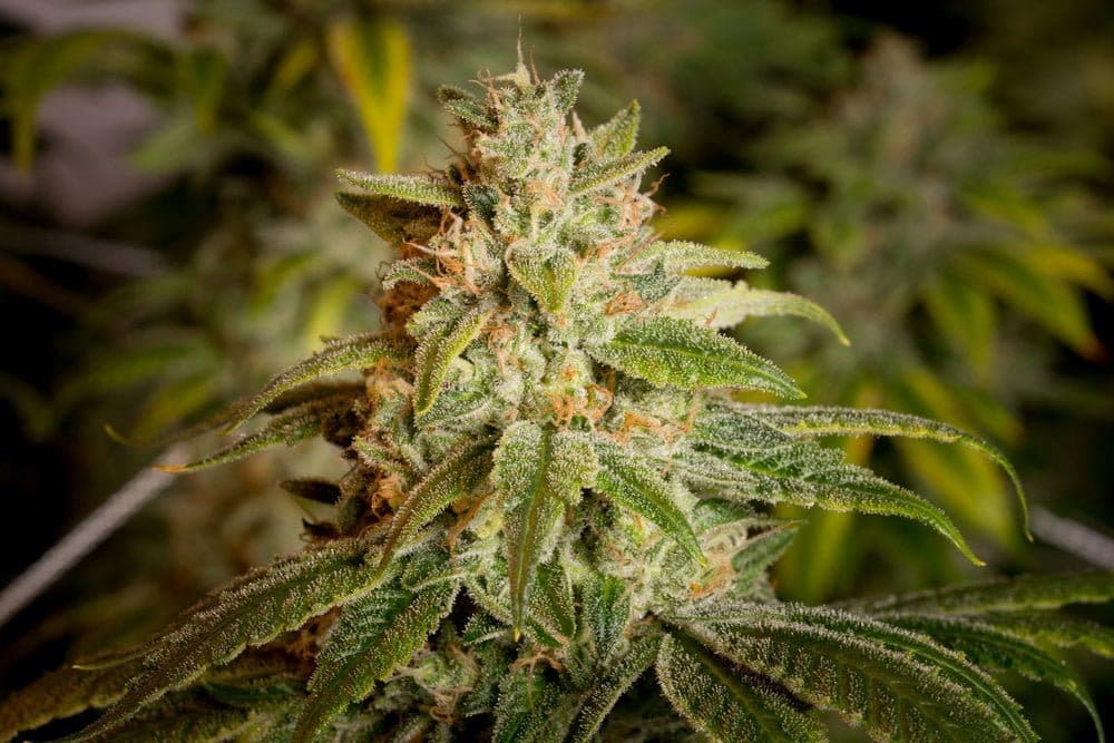 GREASE MONKEY 6CT FEMINIZED