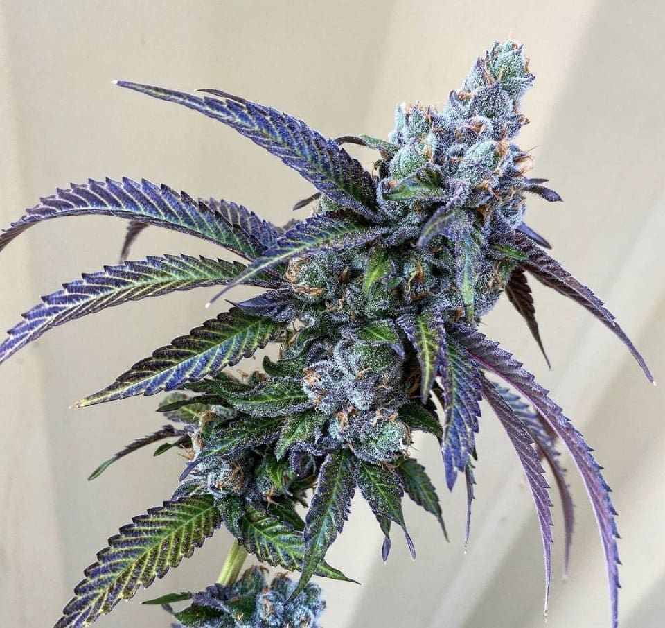 Rainbow Chip F2 10ct Regs Exotic Genetix