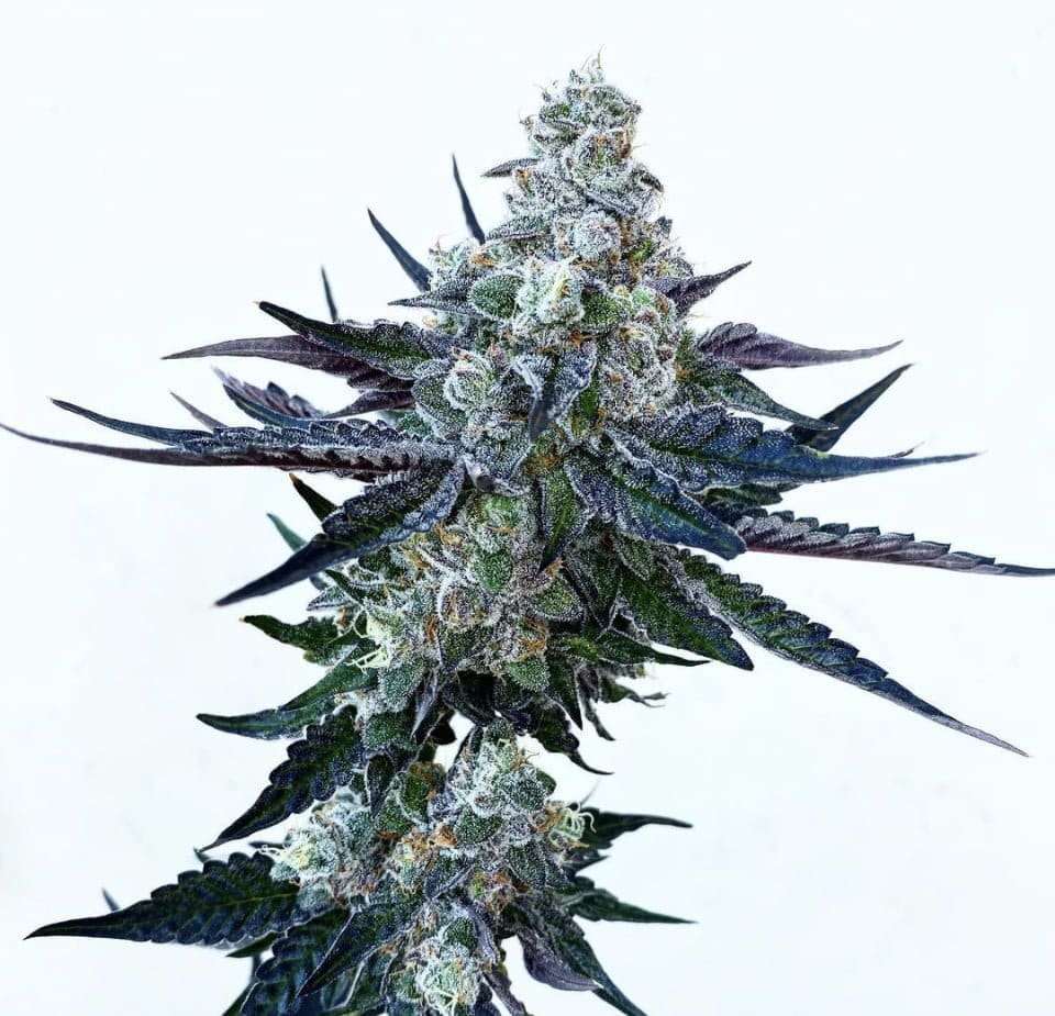 Scotty 2 Hotty 10ct regs Exotic Genetix