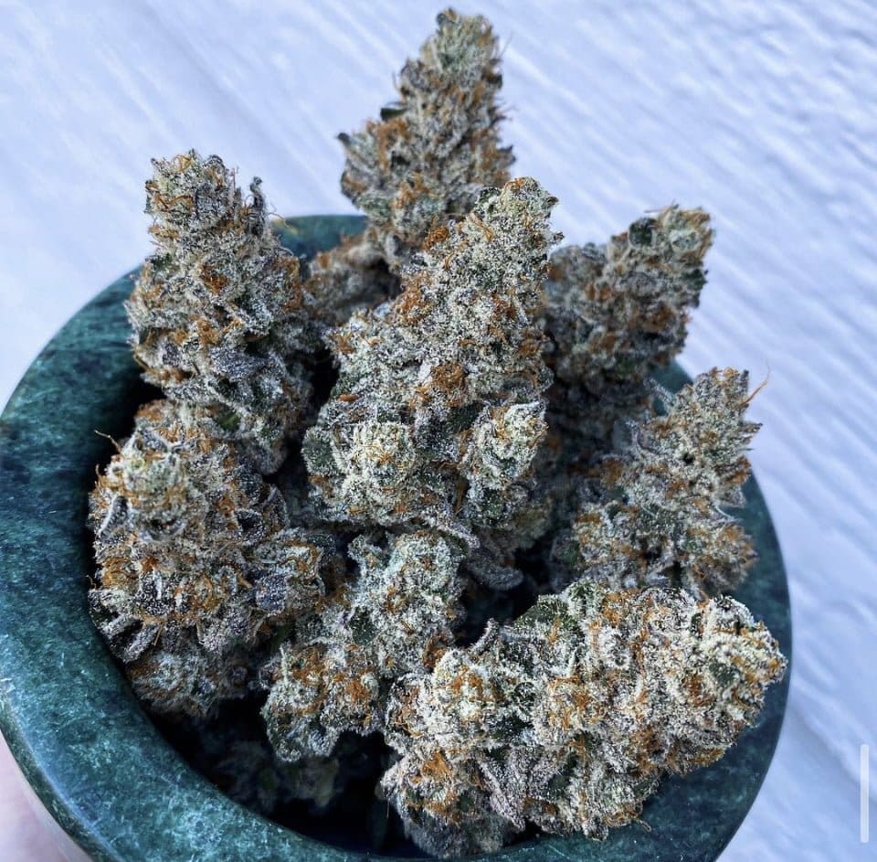 Dirty Little Secret 10ct regs Exotic Genetix