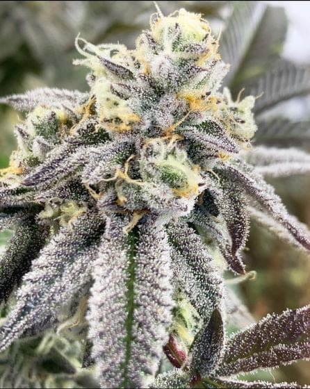 CARMELITA 6CT FEMS EXOTIC GENETIX