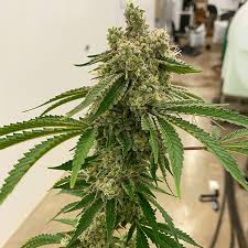 LEMON DRIP 6CT FEMINIZEED