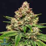 Grease Monkey 10ct regs Exotic Genetix