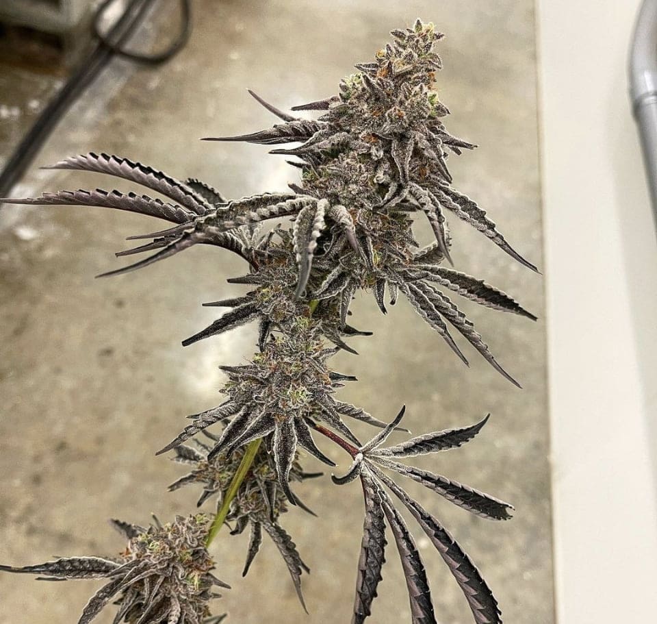Southern Sugar 10ct Regs Exotic Genetix