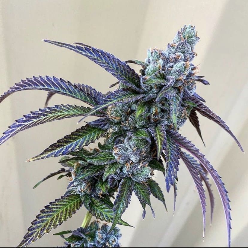 RAINBOW CHIP S1 CT FEMINIZED