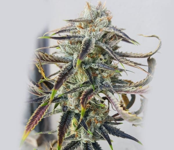 JENNY KUSH 12CT REGS