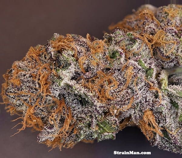 RARE DARKNESS 6CT FEMINIZED