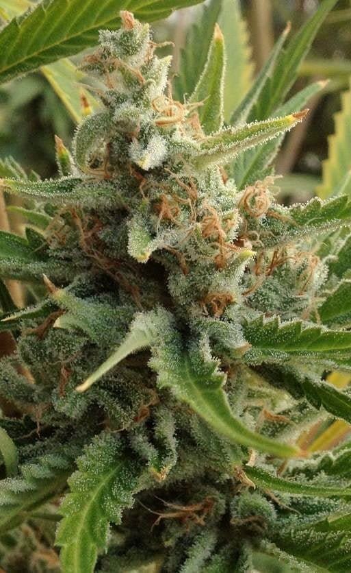 TANGERINE KUSH 12CT REGS