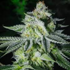 Sin City Seeds - Cherry Kerosene Regs
