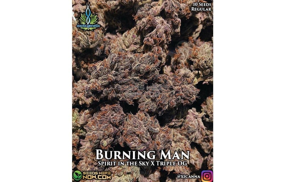 Burning man 10 ct Regs Exotic Genetix