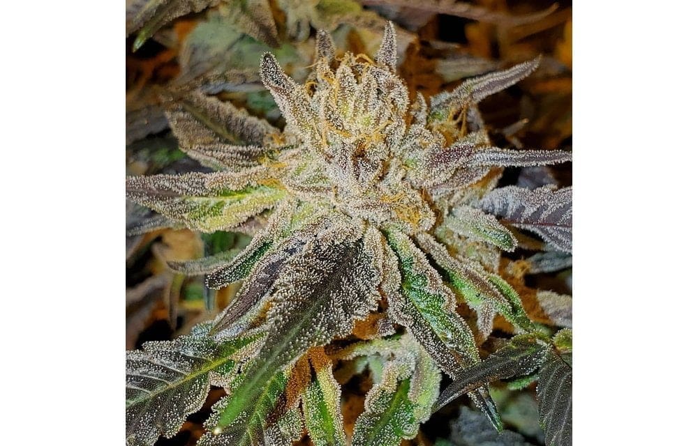 CHOCOLATINA 10CT REGS EXOTIC GENETIX