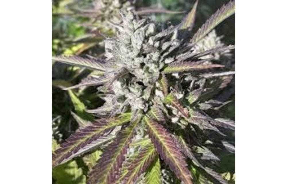 Double D's regs 10ct Exotic Genetix