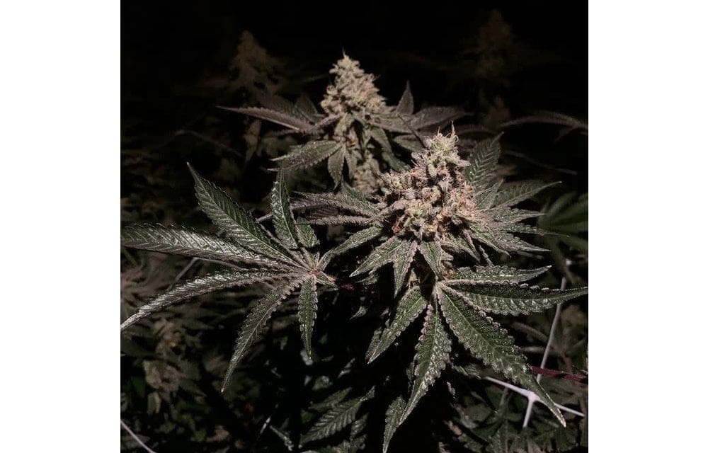 Gelato mint Regs 10 ct Exotic Genetix