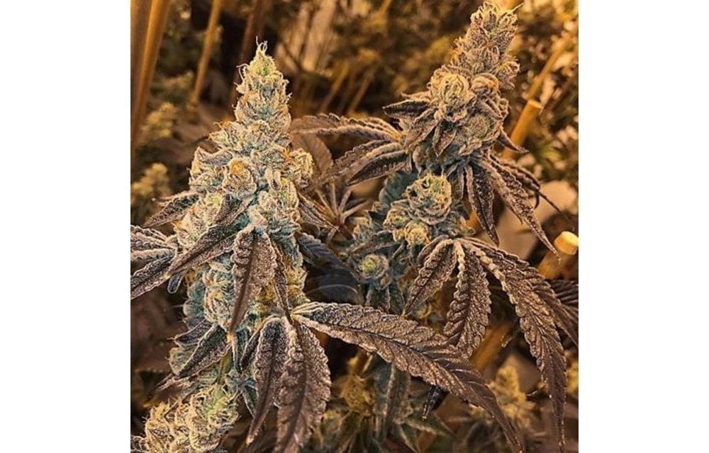 Peanut Butter N' Chocolate 10 ct regs Exotic Genetix
