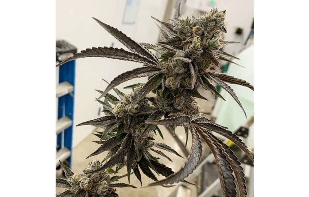 Slapz Fem 6 ct Exotic Genetix