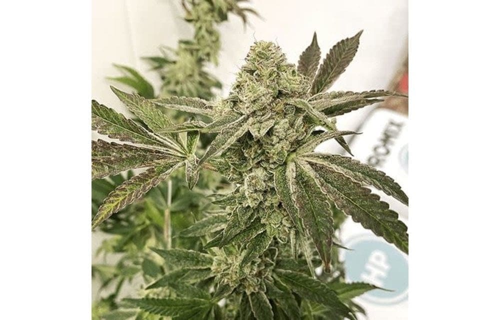 SLIPPERY SUSAN 6CT FEMINIZED