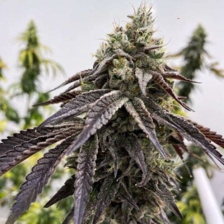 Wet Betty Fem 6 pack Exotic Genetix