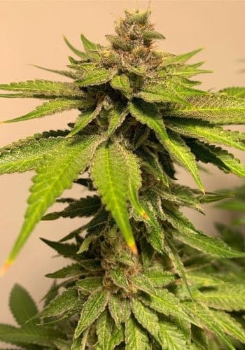 GUMMY BUNS 6CT FEMINIZED