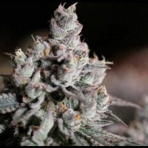BLUNTZ 7CT FEMINIZED