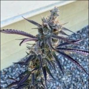 RED RUNTZ 6CT FEMINIZED