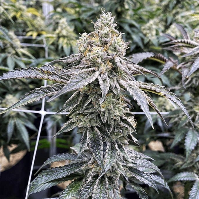 MILK MONKEY 6CT FEMINIZED