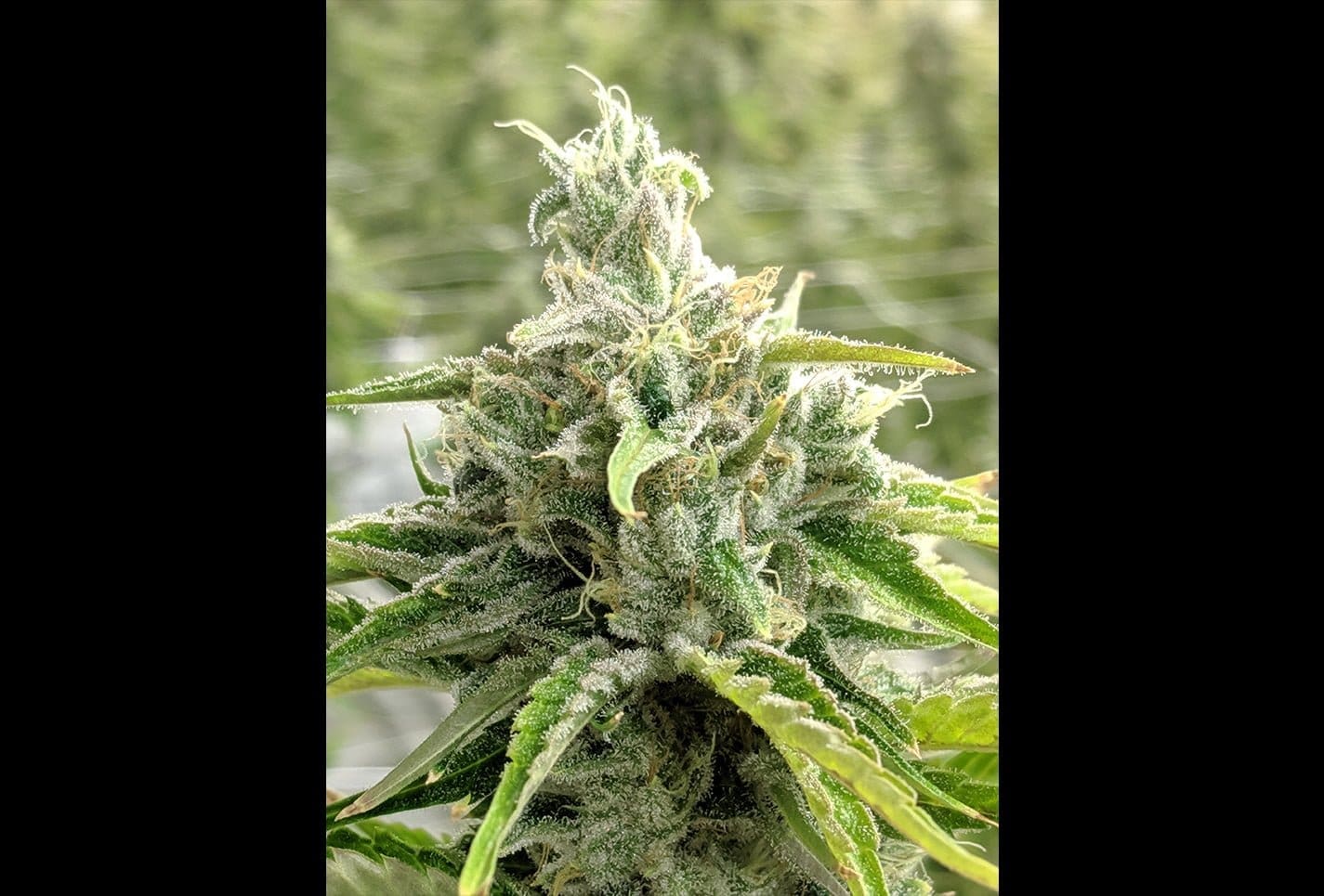 MINDTRICK 12CT REGULAR