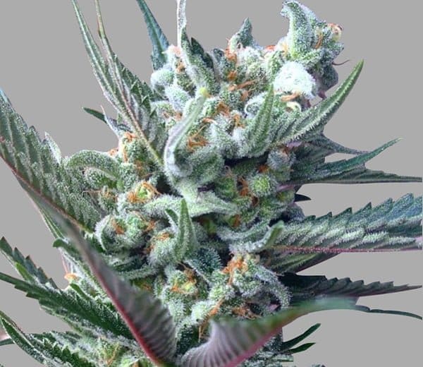 MOONSHINE GTH 12CR REGS