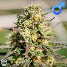Sin City Seeds - Peaches n petrol Regs