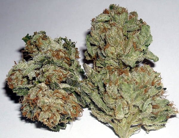 RUGBURN OG 12CT REGS