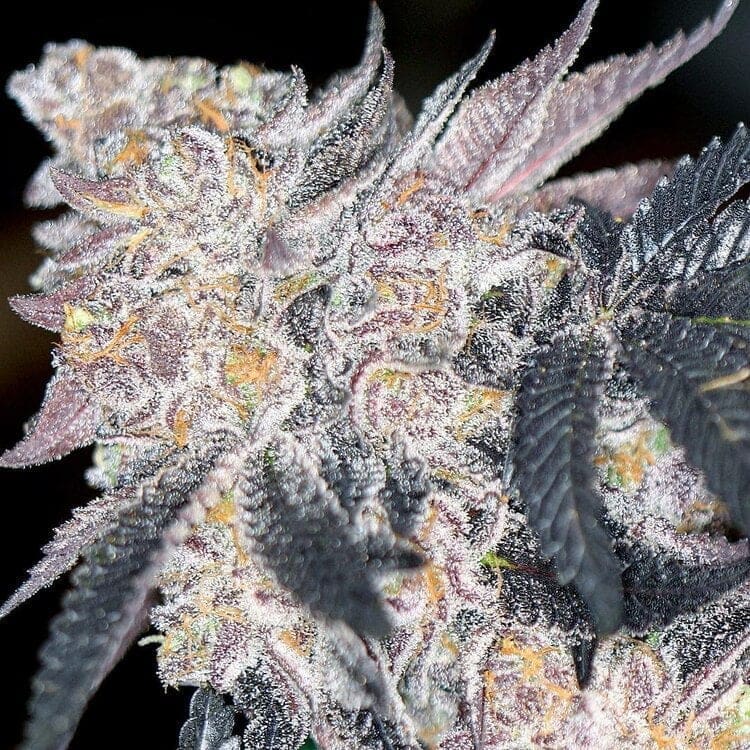 SPIKED PUNCH 15CT REGS